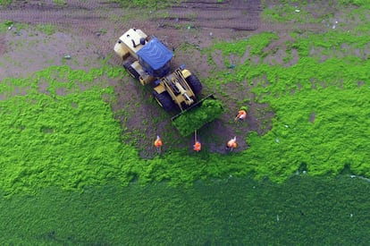 Trabajadores, durante la limpieza de algas en una playa de Qingdao, provincia de Shandong, este de China. El fenómeno es causado por la gran cantidad de nutrientes en el agua, especialmente de fósforo.