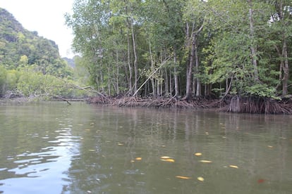 La erosión provoca el derrumbe de los manglares, pieza clave en el frágil econosistema de Langkawi.