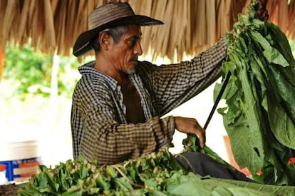 Un campesino trabaja con hojas de tabaco, uno de los motores de la economía en El Salado.