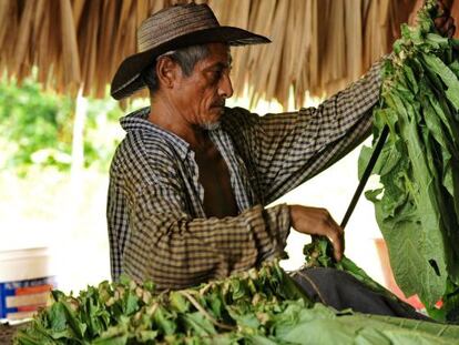 Un campesino trabaja con hojas de tabaco, uno de los motores de la economía en El Salado.