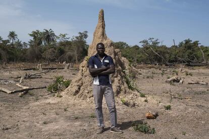 Etienne Manga, 33 años, casado y con un hijo, estudió apicultura y ahora se ha animado por fin a montar su propia explotación agrícola. “Compré esta parcela hace cuatro años y me ha llevado mucho tiempo limpiar y desbrozar. Lo hemos hecho entre seis personas”, asegura. Su idea es cultivar frutales y producir pollos de granja y miel para el mercado local para lo que ya ha instalado 117 panales y prevé llegar hasta los 300 en los alrededores de Kamogueul Mangaque. Pero para ello antes tiene que deshacerse de tres enormes termiteros que llegaron a la tierra antes que él. “No es complicado”, apunta.