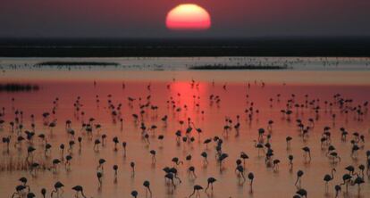 Flamencos en las marismas de Doñana.