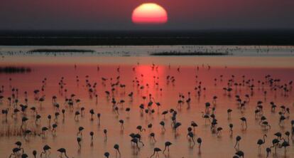 Flamencos en las marismas de Do&ntilde;ana. 