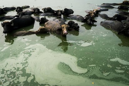 Vacas bañándose en un estanque contaminado en medio de Mari Mustafa, Punyab, India. Muchos se los residentes culpan al estanque de sus enfermedades.
