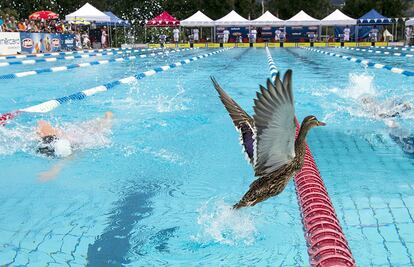 Un pato se cuela en la final de estilo libre de 400 metros durante el Campeonato Nacional de Natación de Suiza, el 5 de julio de 2014.