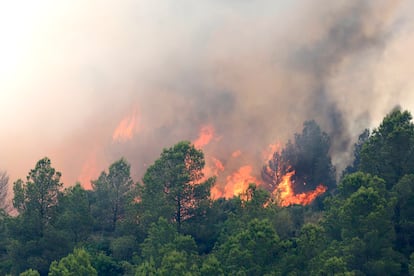 El fuego arrasa la masa forestal en Xerta (Tarragona) este martes.