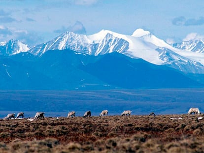 Caribou graze in the Arctic National Wildlife Refuge in Alaska, on June 1, 2001.