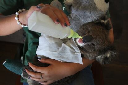 Un cuidador voluntario alimenta a un koala joey herido en la isla Canguro, donde han muerto 50.000 marsupiales. Según WWF en 2050 podrían desaparecer los koalas en el Estado de Nueva Gales del Sur.