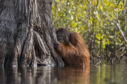 Un orangután macho mira desde detrás de un árbol mientras cruza un río en Borneo, Indonesia.