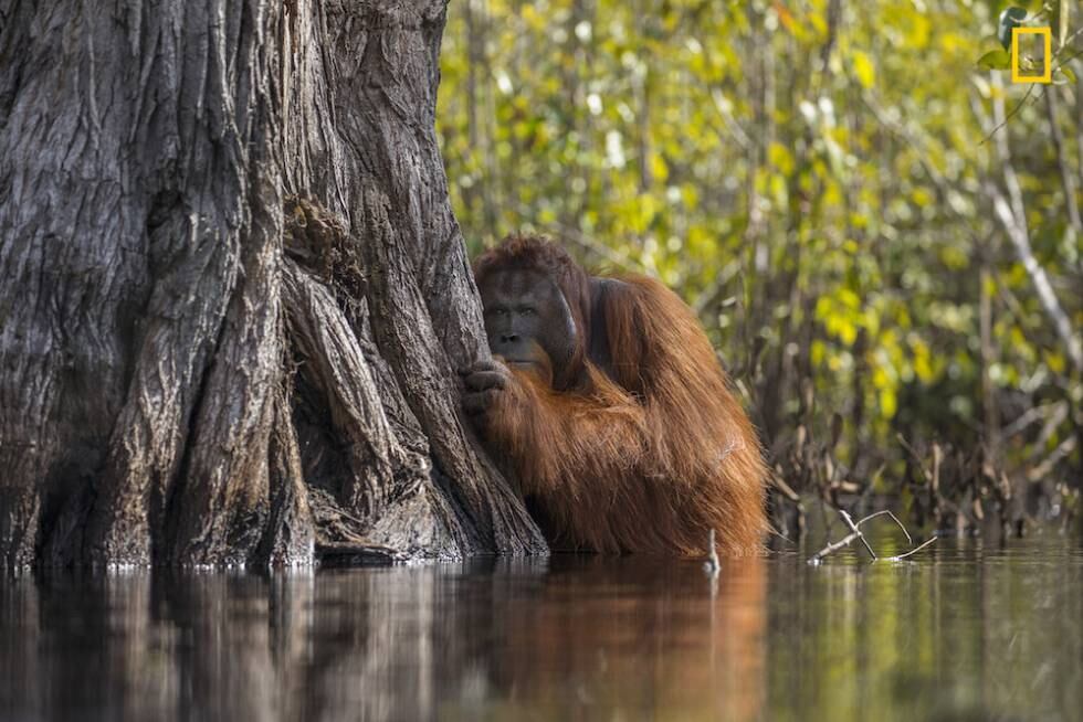 Las mejores fotografías de naturaleza National Geographic 2017 | Fotos ...