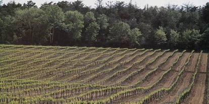 Un viñedo de la denominación de origen Cava, en 2021.