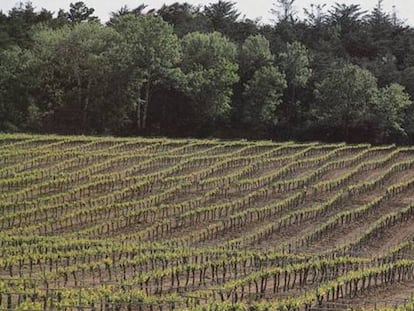 Un viñedo de la denominación de origen Cava, en 2021.