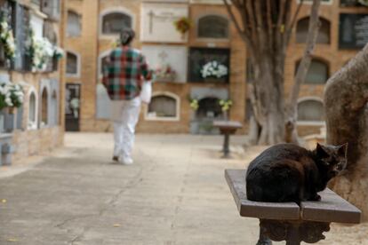 Un gato descansa sobre un banco en el cementerio general de Valencia, este miércoles. 
