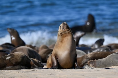 Leones marinos en California, Estados Unidos, el 20 de agosto de 2024.