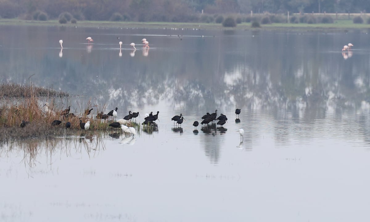 Andalucía activa el protocolo para prevenir contagios en Doñana tras la aparición de un tercer foco de gripe aviar
