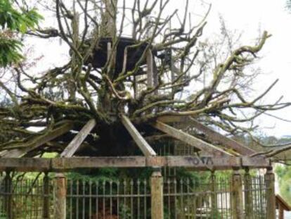 Estado del árbol en Pontedeume