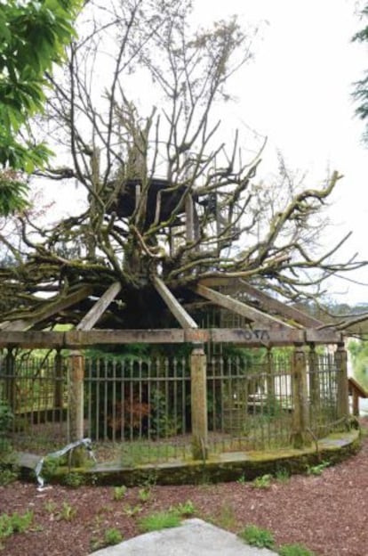 Estado del árbol en Pontedeume