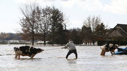Varios vecinos luchan por rescatar el ganado varado de una granja, tras las inundaciones y deslizamientos de tierra en Abbotsford, Columbia Británica, Canadá.