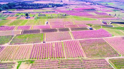 Vista aérea de plantaciones de melocotoneros en flor en Aitona (Lleida).