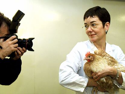 La doctora Helen Sang, con una gallina transgénica que produce interferón humano.