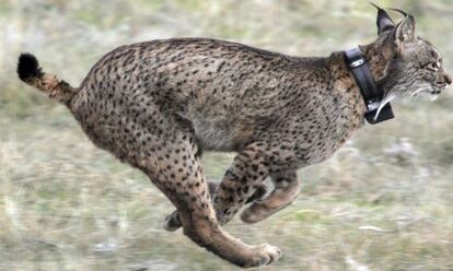 Lince en la sierra de Navallano (Córdoba).