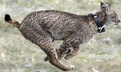 Lince en la sierra de Navallano (C&oacute;rdoba).