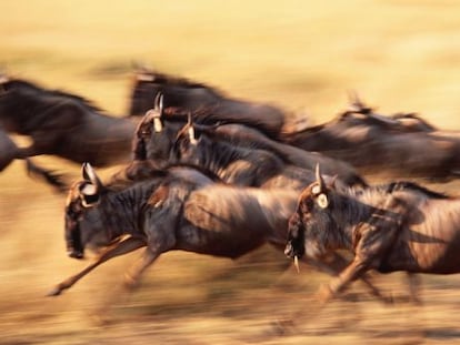 Un grupo de &ntilde;us durante la gran migraci&oacute;n del Serengeti, en Tanzania.