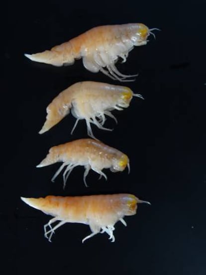 'Hirondellea gigas', uno de los crustáceos analizados, que vive en la fosa de las Marianas, entre los 6.000 y los 11.000 metros.