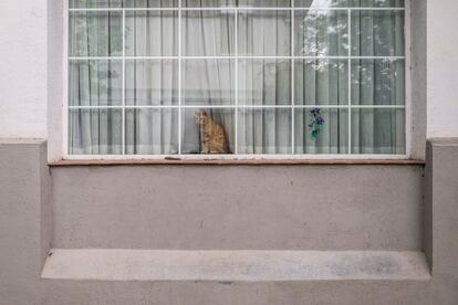 Un gato, en una ventana de la colonia Ferroviarios.