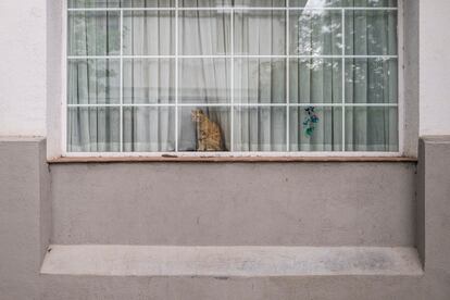 
Un gato, en una ventana de la colonia Ferroviarios.
