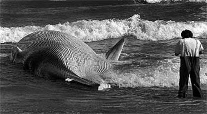 Ballena (rorcual común) de 16 metros de longitud varada en una playa de El Perellonet (Valencia) en 1998.