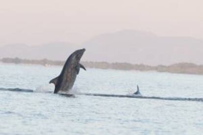 Fotografia de un grupo de delfines en la comunidad de El Venado al sur de Honduras. La tortuga Golfina, en peligro de extinción, sobrevive en parte gracias a un voluntariado de jóvenes hondureños de cuatro comunidades costeras en el Golfo de Fonseca (Pacífico). EFE/Archivo