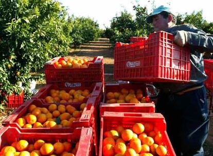 Recogida de naranjas en un huerto de Vila-real en el arranque de la temporada 2006-2007.