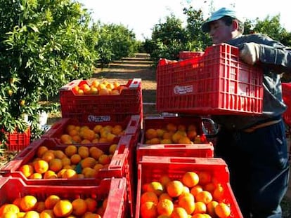 Recogida de naranjas en un huerto de Vila-real en el arranque de la temporada 2006-2007.