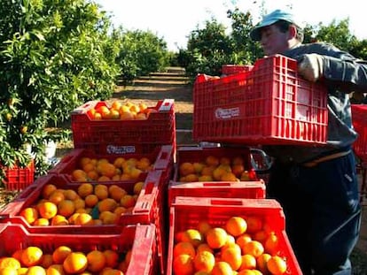 Recogida de naranjas en un huerto de Vila-real en el arranque de la temporada 2006-2007.