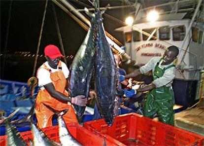 Descarga de bonito en el puerto de Hondarribia durante esta costera.