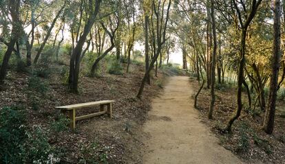 Bosque de las Cenizas en Collserola