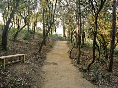 Bosque de las Cenizas en Collserola