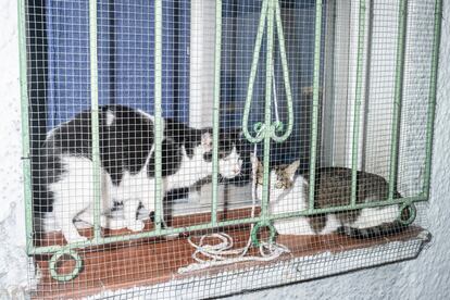 Unos gatos posados en una ventana exterior de la colonia Benéfica Belén.