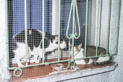 Unos gatos posados en una ventana exterior de la colonia Benéfica Belén.