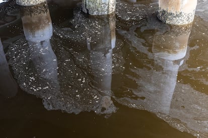 El agua amarronada por la acumulación de algas alrededor del puente Bay Farm, en Alameda, el 25 de agosto de 2022.