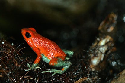 Los biólogos costarricenses están preocupados por la drástica disminución en las poblaciones de anfibios en todo el país desde los primeros años de la década de los noventa.sobre las causas. Unas 23 especies de ranas y sapos están en peligro grave de sumarse a la lista de animales desaparecidos en este país, como ya lo ha hecho el sapo dorado.