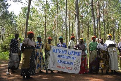 La salvaguardia de los bosques de Gulu, al norte de Uganda, es cosa de mujeres. La cooperativa Watemu Lapainat Agroforesty está compuesta por 37 mujeres, que recibieron formación por parte de las autoridades locales para aprender a plantar árboles y así ganar independencia económica. Hoy se ocupan de una superficie de 10 hectáreas. La asociación se creó en el marco de un programa apoyado por la Unión Europea y la agencia de Naciones Unidas para la Alimentación y la Agricultura (FAO) con un doble objetivo: paliar la escasez de productos de madera en el mercado incrementando las plantaciones y mitigar los efectos del cambio climático.