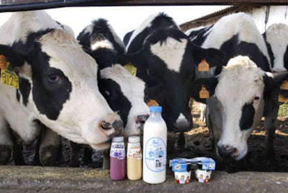Productos lácteos que se producen en la granja Los Combos, a las afueras de Móstoles.