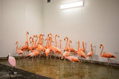Flamingos do zoológico de Miami foram transferidos para uma zona segura dentro do estabelecimento.