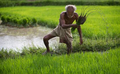 Un granjero trabaja en su campo de arroz en el estado de Gauhati, en India.