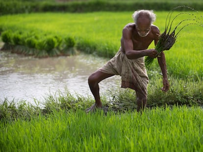 Un granjero trabaja en su campo de arroz en el estado de Gauhati, en India.