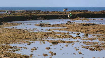 Corrales de Rota. FOTO: ALEJANDRO RUESGA