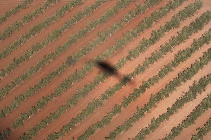 La sombra del helicóptero sobre un campo de olivos.