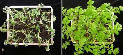 Las plantas de tomate infectadas con bacterias se marchitan (izquierda) mientras que las que cuentan con PPR resisten su ataque (derecha).